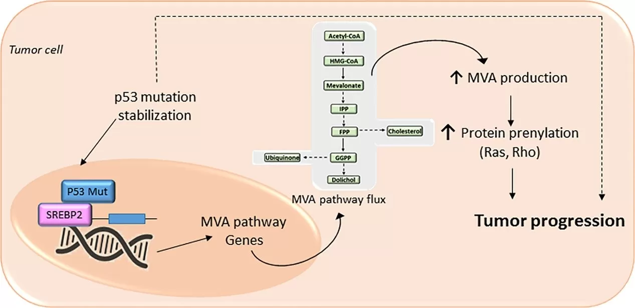 The mevalonate (MVA) pathway in cancer progression (Guerra et al., 2021)